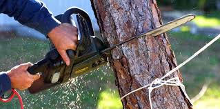 Biggs, CA Tree Removal and Landscaping Services Company